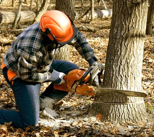 Tree Removal in Glastonbury, CT
